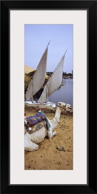 High angle view of a camel resting on sand by the river, Nile River, Aswan, Egypt