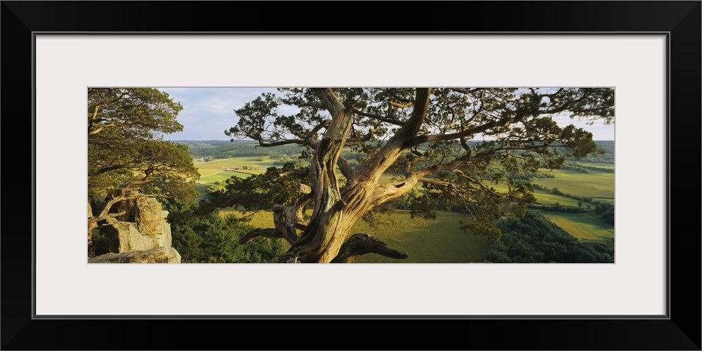 High angle view of a cedar tree, Wisconsin