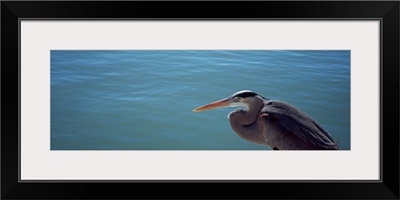 High angle view of a Great blue heron looking over water (Ardea herodias)