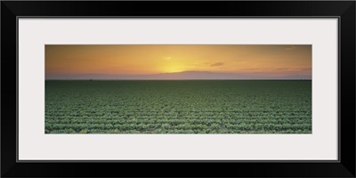 High angle view of a lettuce field at sunset, Fresno, San Joaquin Valley, California