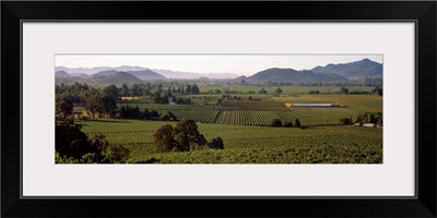 High angle view of a vineyard, Geyserville, California