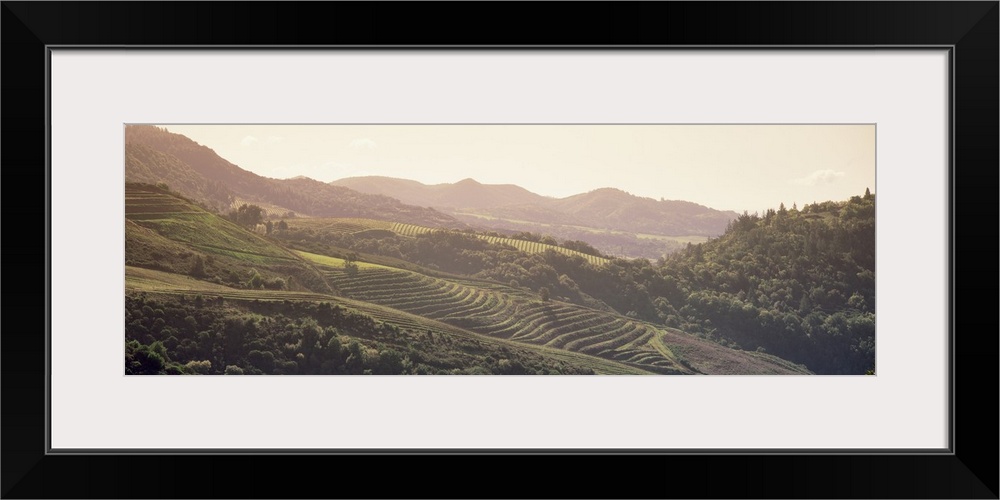 High angle view of a vineyard in a valley, Sonom, Sonoma County, California