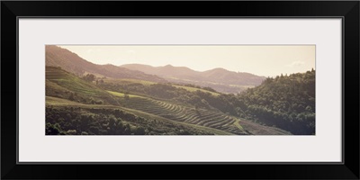 High angle view of a vineyard in a valley, Sonom, Sonoma County, California