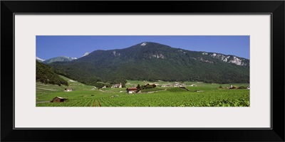 High angle view of a vineyard, Valais, Switzerland
