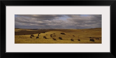 High angle view of buffaloes grazing on a landscape, North Dakota