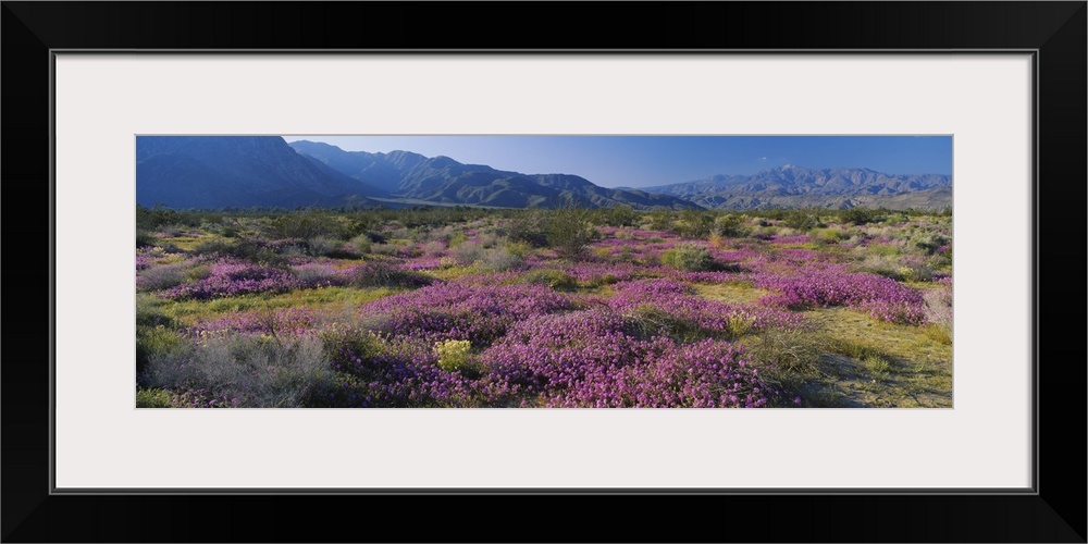 High angle view of flowers on a landscape, Anza Borrego Desert State Park, California