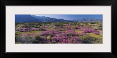 High angle view of flowers on a landscape, Anza Borrego Desert State Park, California