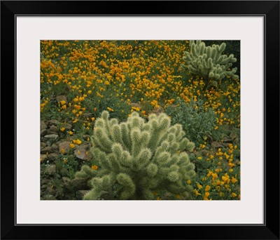 High angle view of Mexican Gold Poppies (Eschscholzia mexicana) with Teddy Bear Cholla (Opuntia bigelovii) Cactus in a field, Superstition Mountains, Hewitt Canyon, Tonto National Forest, Pinal County, Arizona
