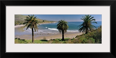 High angle view of palm trees on the beach, Refugio State Beach, California