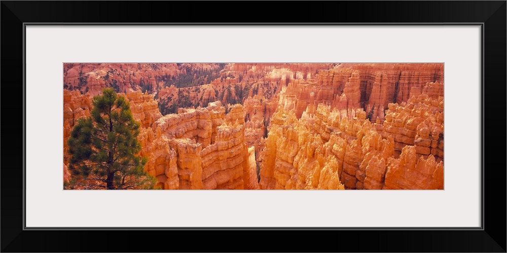 Panoramic image from above of Bryce Canyon park at the  spires of red and orange rocks sticking up from the ground with pi...