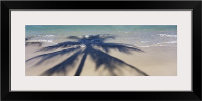 High angle view of shadow of a tree on the beach, Hawaii