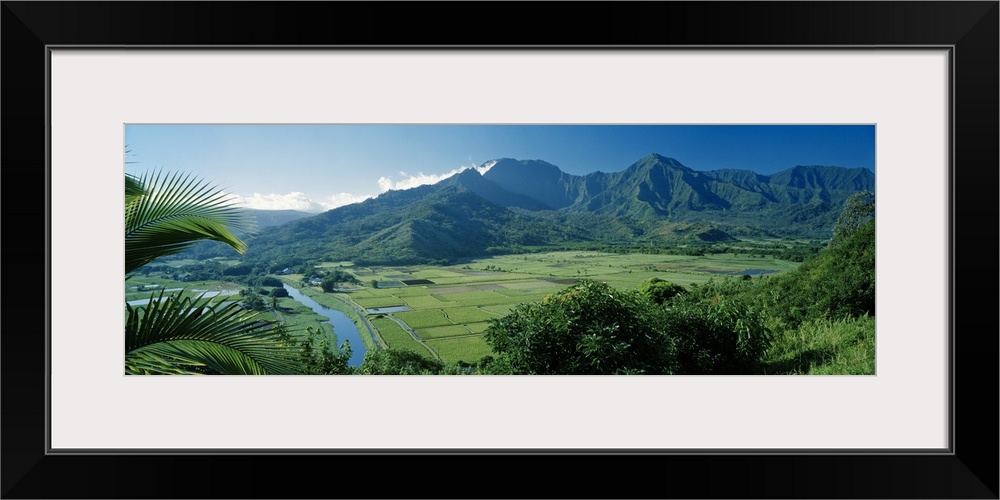 High angle view of taro fields, Hanalei Valley, Kauai, Hawaii