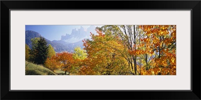 High angle view of trees in a forest, Geisler mountain group, Dolomites, Italy