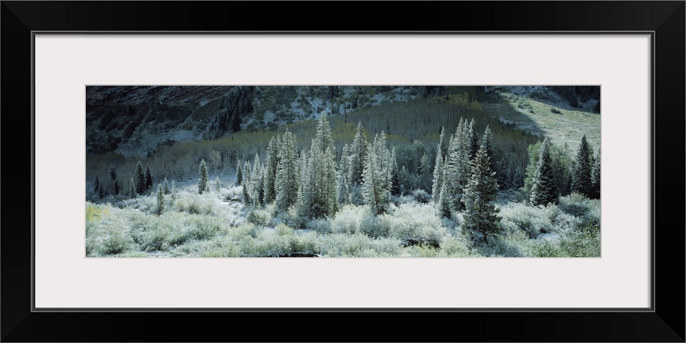 This is a panoramic photograph of conifer threes growing on a mountain side and in the shade of a peak on the other side o...