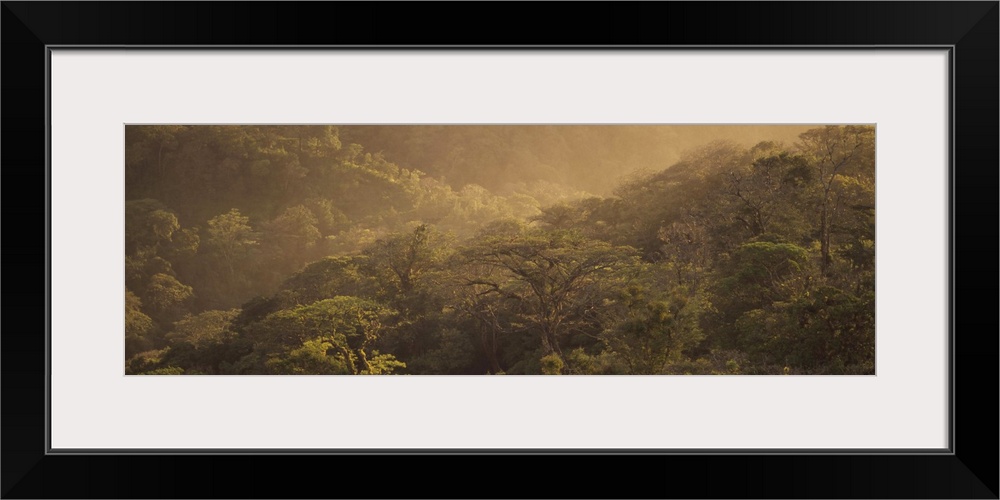 High angle view of trees in the forest, Santa Elena Rainforest, Costa Rica