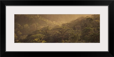 High angle view of trees in the forest, Santa Elena Rainforest, Costa Rica