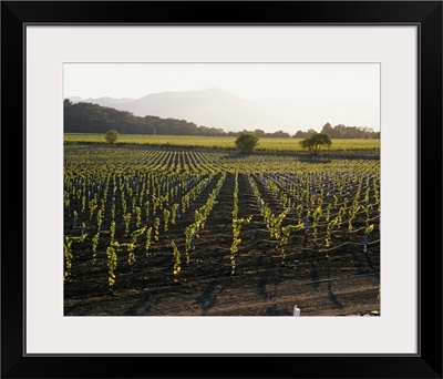High angle view of vineyards, Napa Valley, Mayacamas Range, California