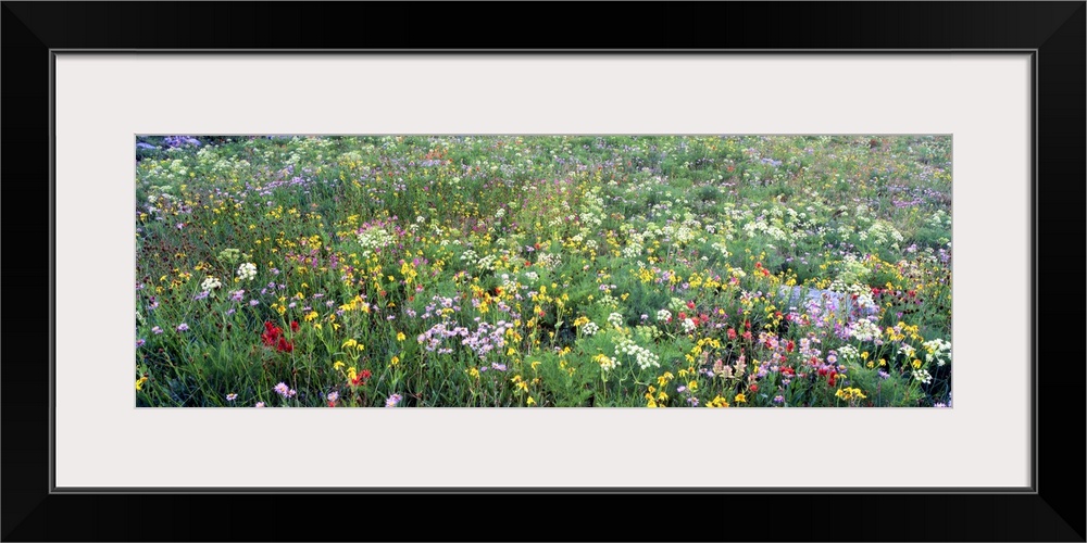 Landscape, oversized photograph of a field of tall grasses and various wildflowers in Grand Teton National Park, Wyoming.
