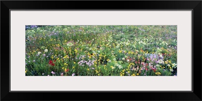 High angle view of wildflowers in a national park, Grand Teton National Park, Wyoming