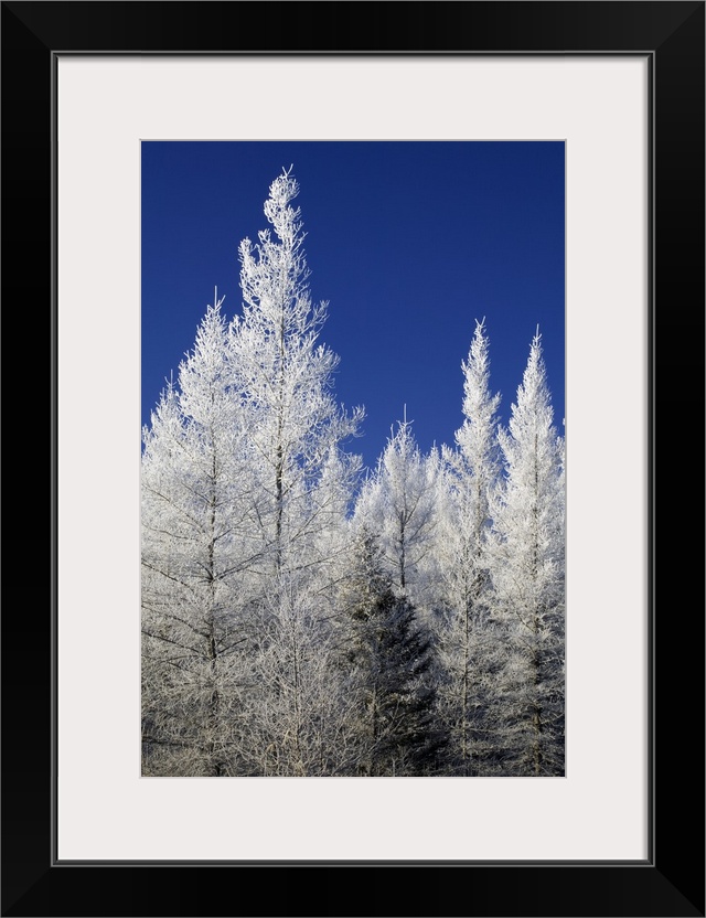 Hoarfrost on tamarack trees, blue sky, Red Lake Wildlife Management Area, Minnesota