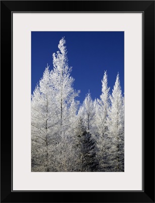 Hoarfrost on tamarack trees, blue sky, Red Lake Wildlife Management Area, Minnesota