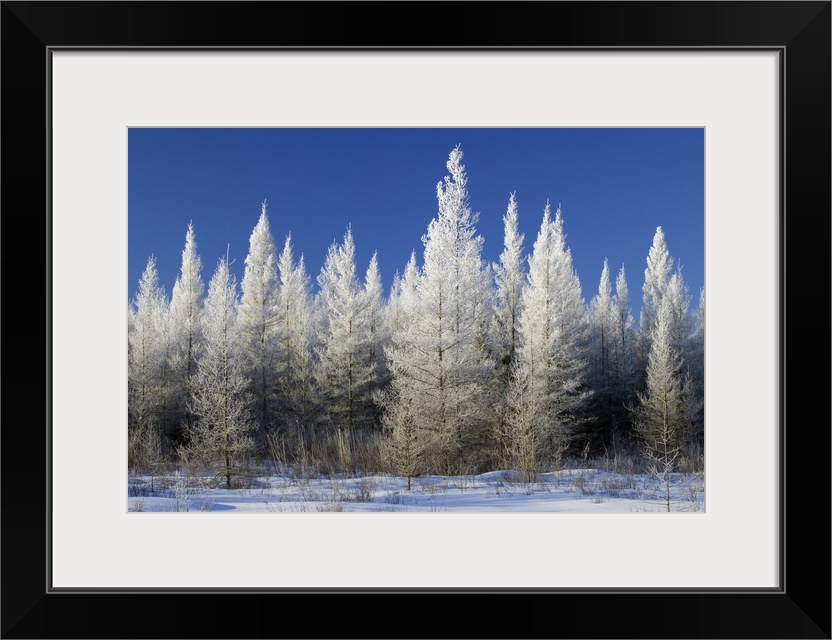 Hoarfrost on tamarack trees, blue sky, Red Lake Wildlife Management Area, Minnesota