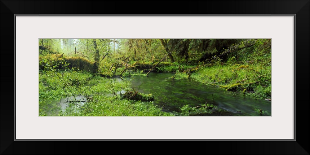 Hoh Rain Forest Olympic National Park WA