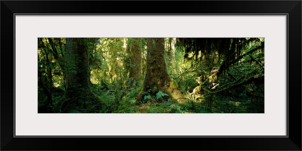 Hoh Rain Forest Olympic National Park Washington