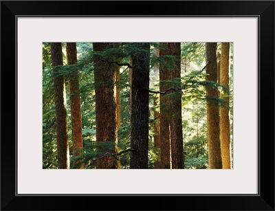 Hoh Rainforest Detail