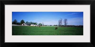 Horse Farm Lexington KY