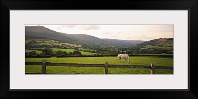 Horse in a field, Enniskerry, County Wicklow, Republic Of Ireland