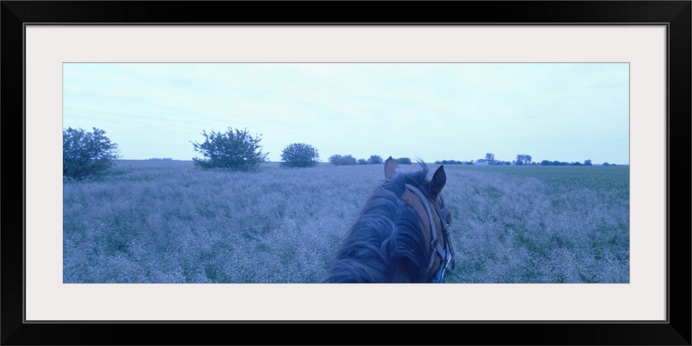 Horse in a field, Illinois