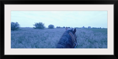 Horse in a field, Illinois