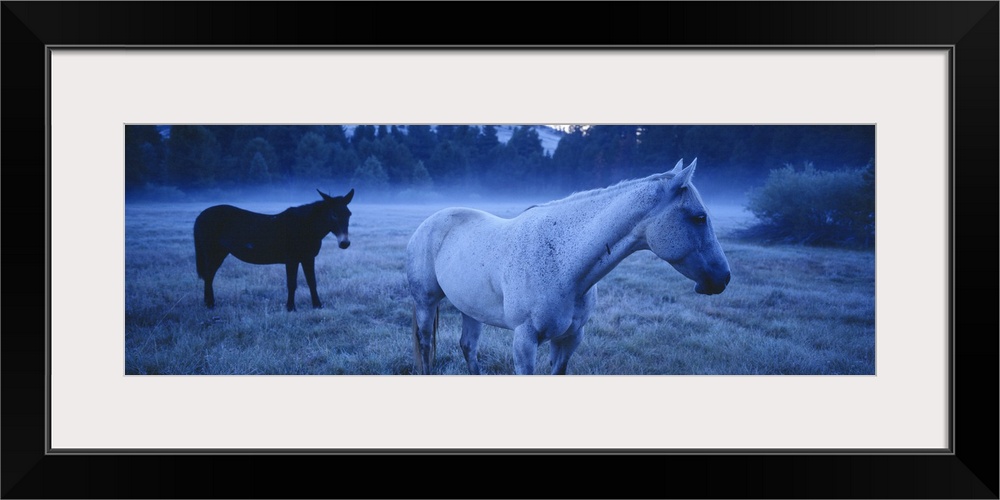 Oversized, landscape photograph of a horse and a donkey standing in a lightly foggy field just before sunrise, a line of t...