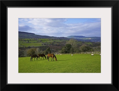 Horses and Sheep in the Barrow Valley, Near St Mullins, County Carlow, Ireland