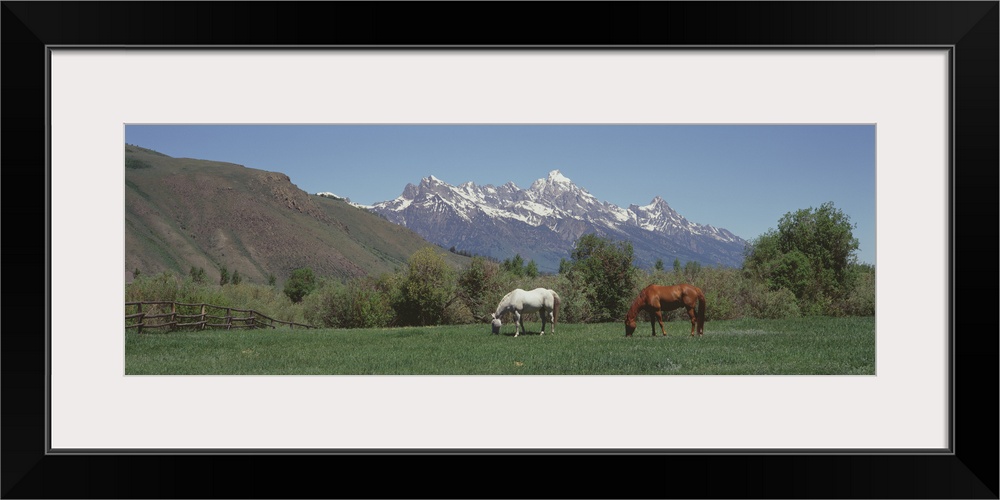 Horses and Teton Range Grand Teton National Park WY