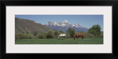 Horses and Teton Range Grand Teton National Park WY