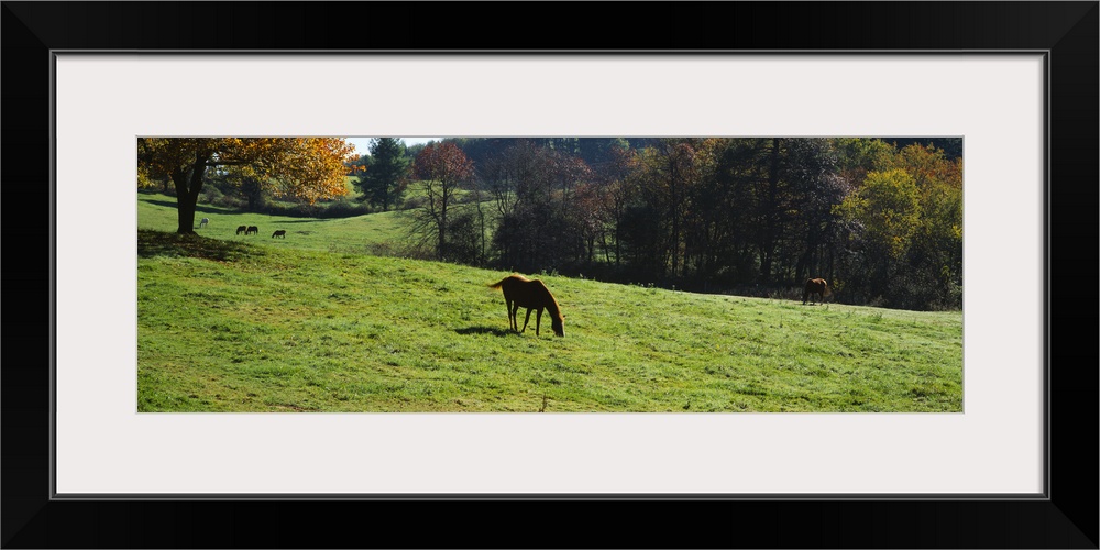 Horses grazing in a field, Kent County, Michigan