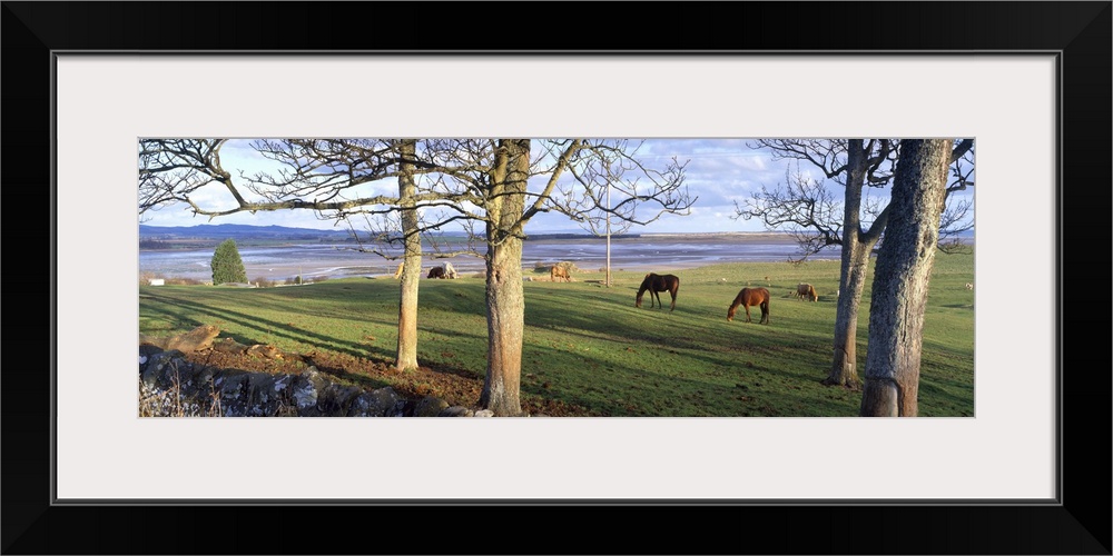 Horses grazing in a pasture Budle Bay Budle Northumberland National Park Northumberland England