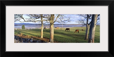 Horses grazing in a pasture Budle Bay Budle Northumberland National Park Northumberland England