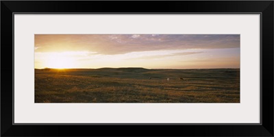 Horses in a field at sunset, North Dakota