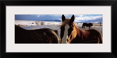 Horses in a field, Montana