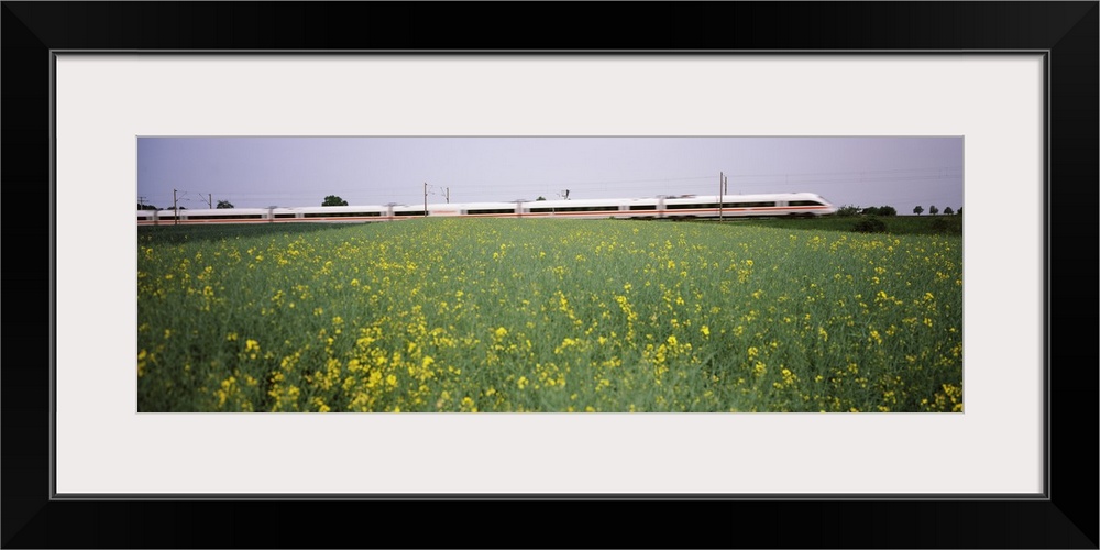 ICE Train passing through oilseed rape (Brassica napus) field, Baden-Wurttemberg, Germany