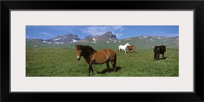 Iceland, Borgarfjordur, Dvrfioll Mountain, Horses in a meadow