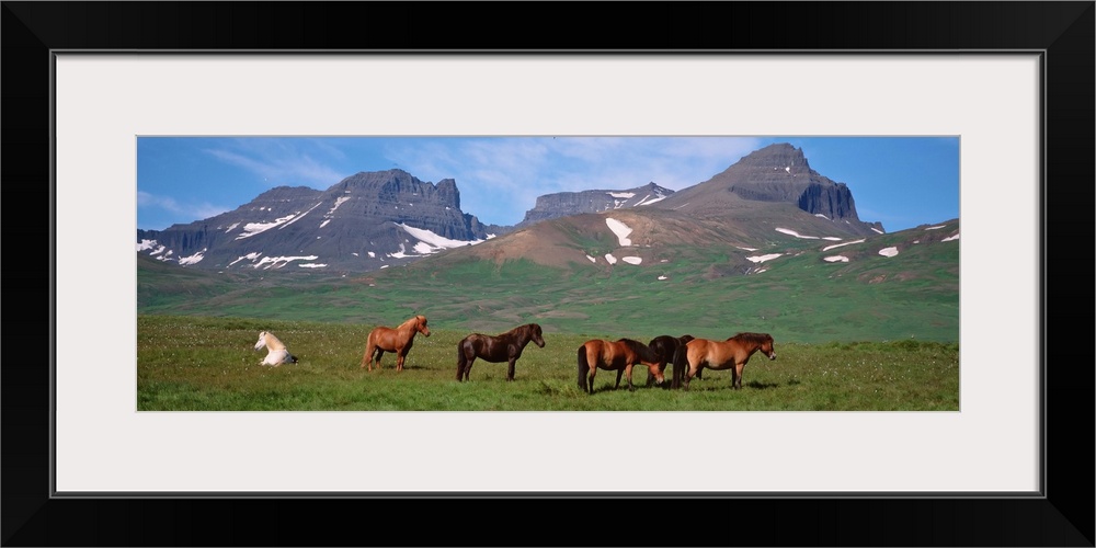 Iceland, Borgarfjordur, Horses standing and grazing in a meadow