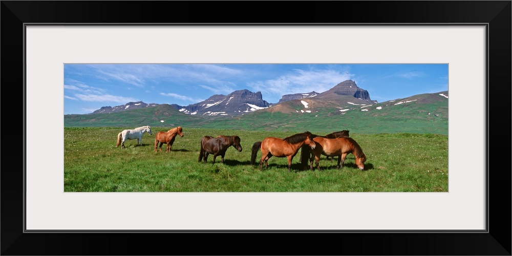 Iceland, Borgarfjordur, Horses standing and grazing in a meadow