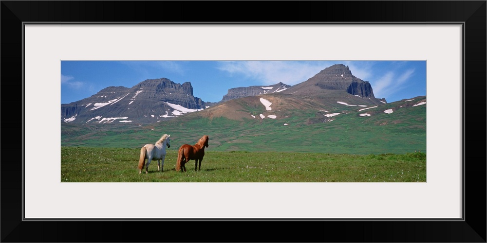 Iceland, Borgarfjordur, Horses standing and grazing in a meadow