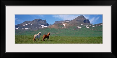 Iceland, Borgarfjordur, Horses standing and grazing in a meadow