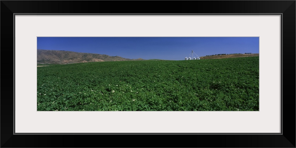 Idaho, Burley, Potato field surrounded by mountains