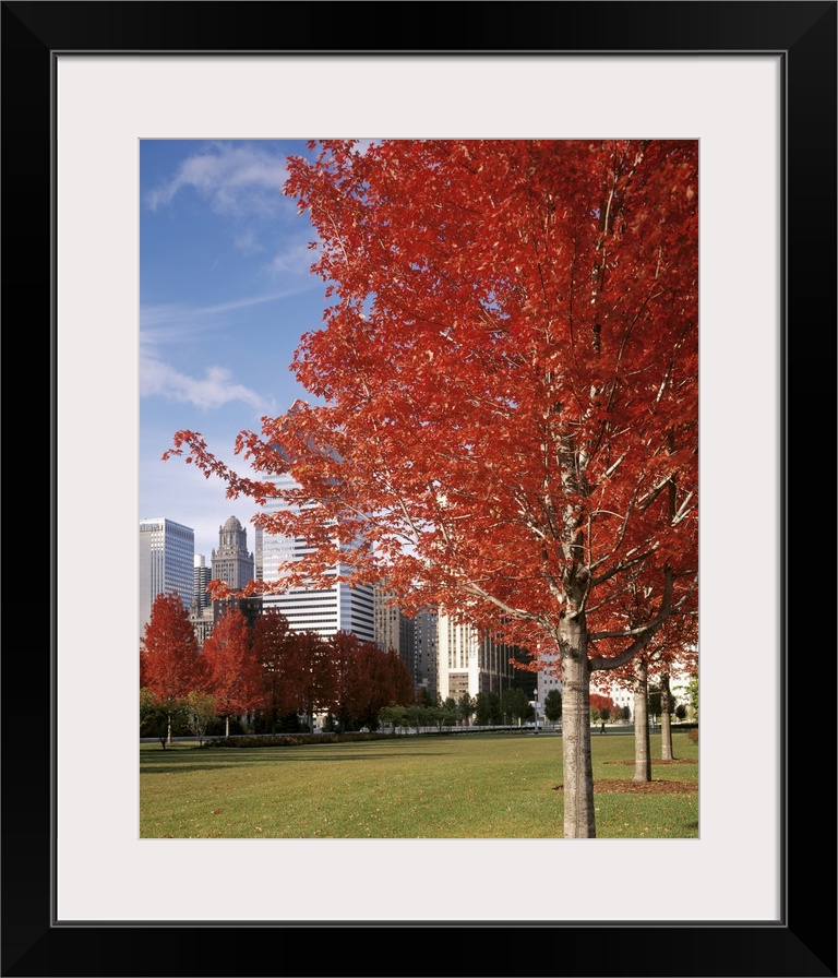 Illinois, Chicago, Millennium Park, Trees in a park during Autumn